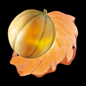 Melon du Quercy (IGP) 100%