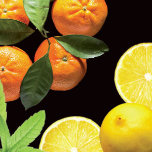 Citrus Lemon Verbena