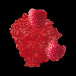 framboise2